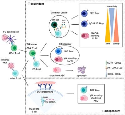 Recalling the Future: Immunological Memory Toward Unpredictable Influenza Viruses